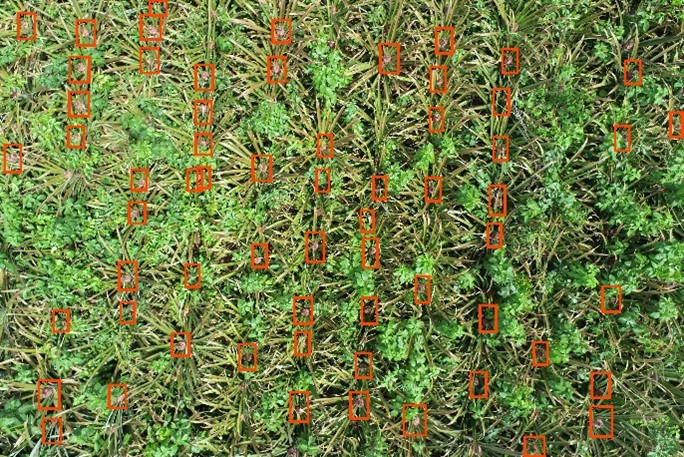 Results of identification of inflorescence using computer vision on drone images
